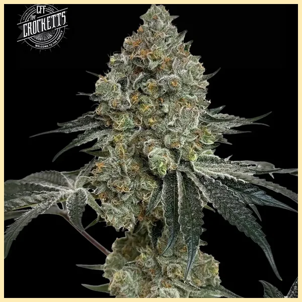 Tangie Queen Feminized Seeds featured image