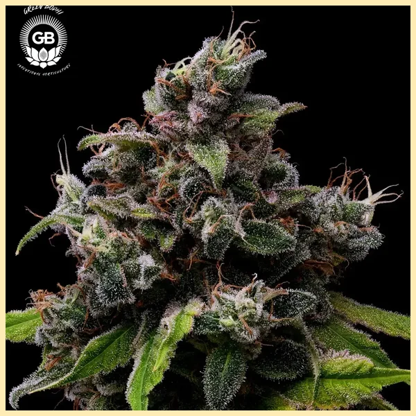 Tenzin Haze Feminized Seeds additional image 2