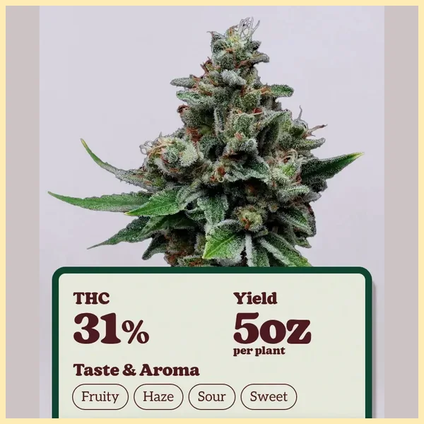 Tenzin Haze Feminized Seeds additional image 1