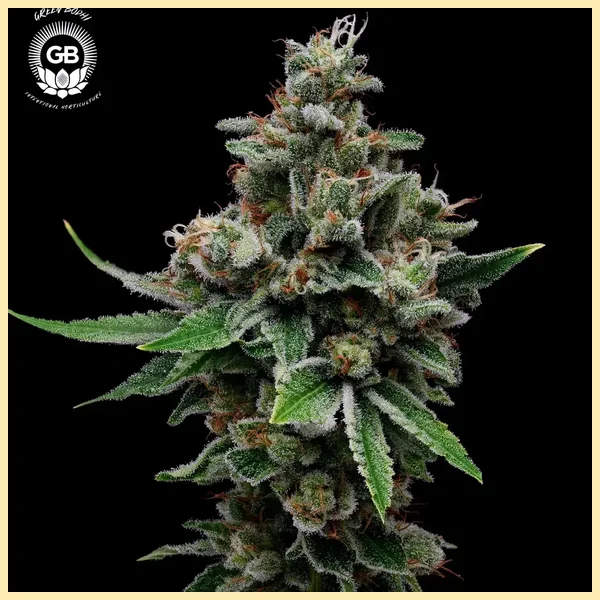 Tenzin Haze Feminized Seeds featured image