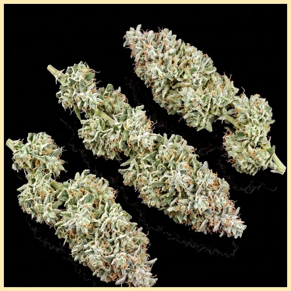 Think Different Autoflower Seeds additional image 2