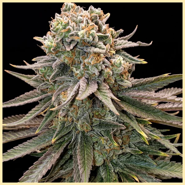 Power Mix Pack Weed Seeds additional image 2