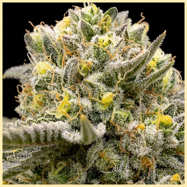 Triple XL Autoflower Seeds additional image 1