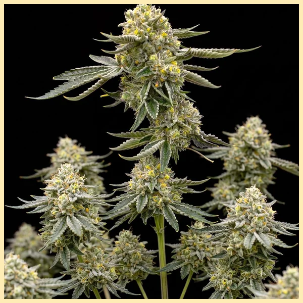 Triple XL Autoflower Seeds featured image
