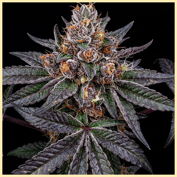 Tropicana Cookies Feminized Seeds featured image