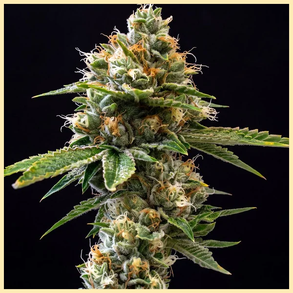 True OG Feminized Seeds featured image