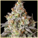 Afghan Kush x Super Skunk Feminized Seeds additional image 1
