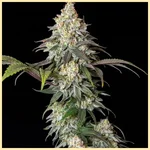 Afghan Kush x Super Skunk Feminized Seeds featured image