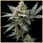 Afghan Feminized Seeds featured image