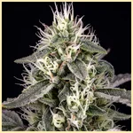 Agent Orange Feminized Seeds additional image 1