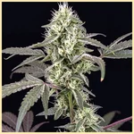 Juice Mix Pack Weed Seeds additional image 2
