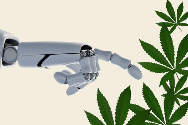 robot hand touching cannabis leaves