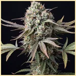Beginner Mix Pack Weed Seeds additional image 3