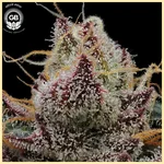 Alien Haze Feminized Seeds additional image 1