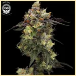 Alien Haze Feminized Seeds featured image