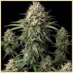 Autoflower Mix Pack Weed Seeds additional image 1