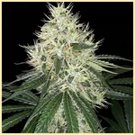 Outdoor Mix Pack Weed Seeds additional image 2