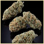 Amnesia x AK-47 Feminized Seeds additional image 2