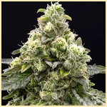 Amnesia x AK-47 Feminized Seeds additional image 1