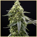 Amnesia x AK-47 Feminized Seeds featured image