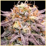 Animal Mints Feminized Seeds additional image 1