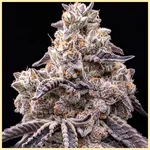 Animal Runtz Feminized Seeds additional image 1