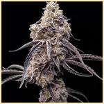 Animal Runtz Feminized Seeds featured image