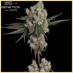 Arcade Mix Pack Weed Seeds additional image 2