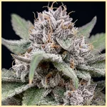 Apple Fritter Autoflower Seeds additional image 1