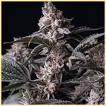 Apple Fritter Autoflower Seeds featured image
