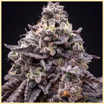 Apple Fritter Feminized Seeds additional image 1