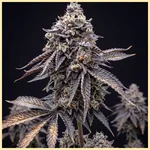 Apple Fritter Feminized Seeds featured image