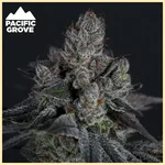 Apple Strudel Feminized Seeds additional image 1