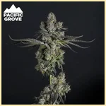 Apple Strudel Feminized Seeds featured image