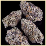 Bacio Gelato Feminized Seeds additional image 2