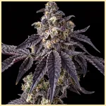 Bacio Gelato Feminized Seeds featured image