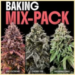 Baking Mix Pack Weed Seeds featured image