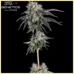 Arcade Mix Pack Weed Seeds additional image 1