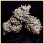 Banana Hammock Feminized Seeds additional image 2