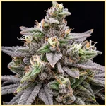 Banana Hammock Feminized Seeds additional image 1
