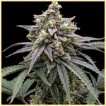 Banana Hammock Feminized Seeds featured image