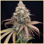Autoflower Snack Mix Pack Seeds additional image 1