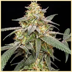 Fruity Mix Pack Weed Seeds additional image 1