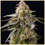 Banana Runtz Feminized Seeds additional image 2