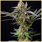 Banana Runtz Feminized Seeds featured image