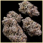 Bazooka Punch Feminized Seeds additional image 2