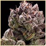 Bazooka Punch Feminized Seeds featured image
