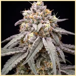 Berry Cheese Autoflower Seeds additional image 2