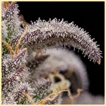 Berry Cheese Autoflower Seeds additional image 3