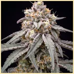 Berry Cheese Autoflower Seeds additional image 1